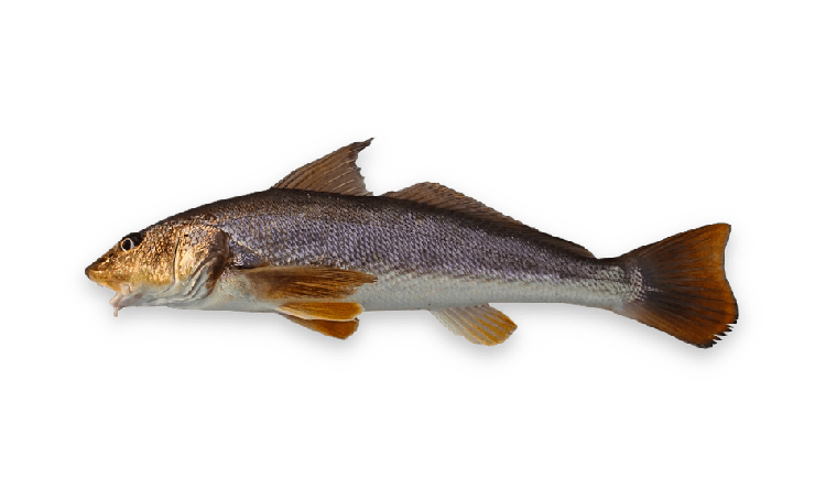 Menticirrhus americanus thumbnail