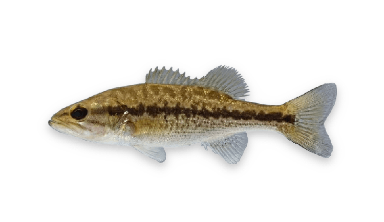 Micropterus punctulatus thumbnail