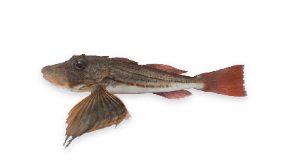 Striped searobin thumbnail