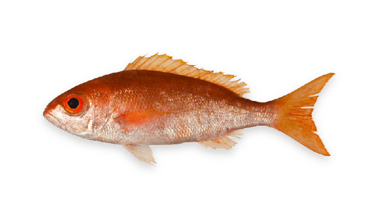 Rhomboplites aurorubens thumbnail