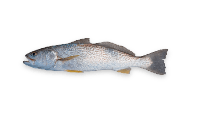 Weakfish thumbnail