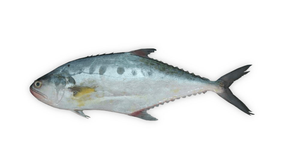 Scomberoides commersonnianus thumbnail