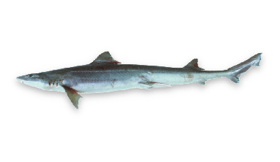 Gummy shark thumbnail