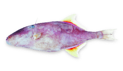 Ocean leatherjacket thumbnail