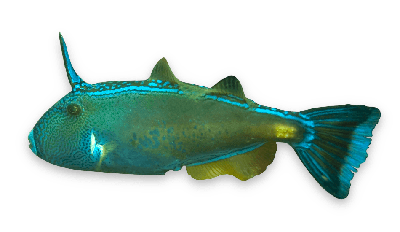 Sixspine leatherjacket thumbnail