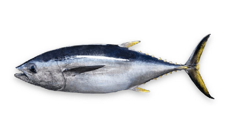 Thunnus maccoyii thumbnail