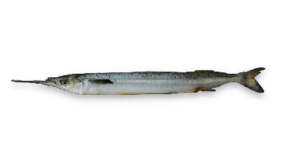 Southern garfish thumbnail