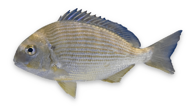 Rhabdosargus sarba thumbnail