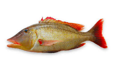 Trumpet emperor thumbnail