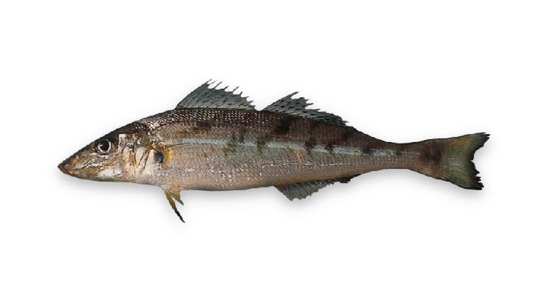 Sillago maculata thumbnail