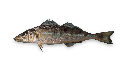 Trumpeter whiting thumbnail