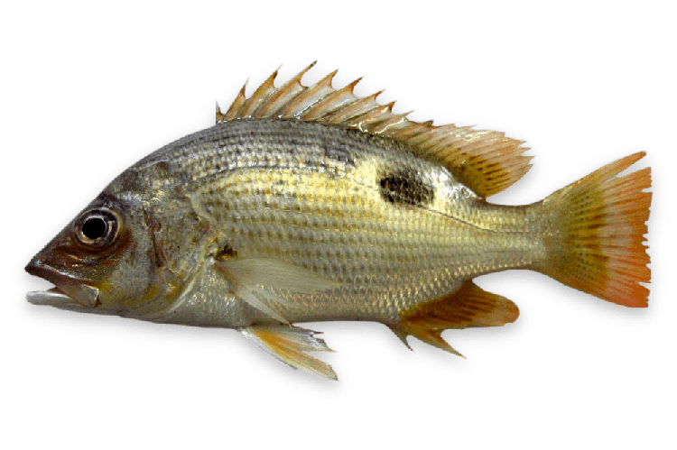 Lutjanus johnii thumbnail