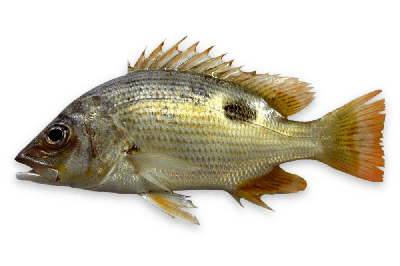 John's snapper thumbnail