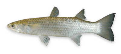 Diamondscale mullet thumbnail