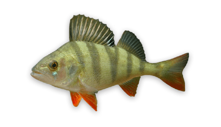 Perca fluviatilis thumbnail