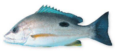 Moses snapper thumbnail