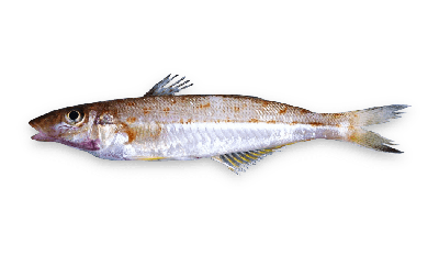 Eastern school whiting thumbnail