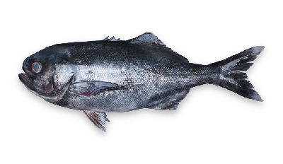 Blue-eye trevalla thumbnail