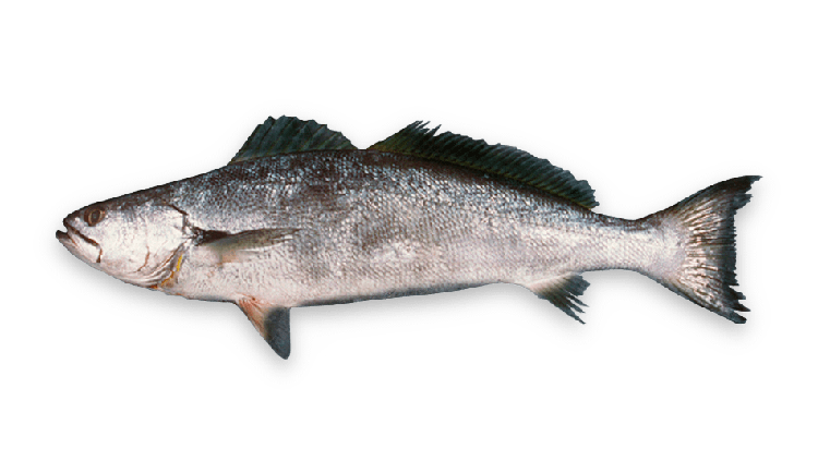 Atractoscion atelodus thumbnail