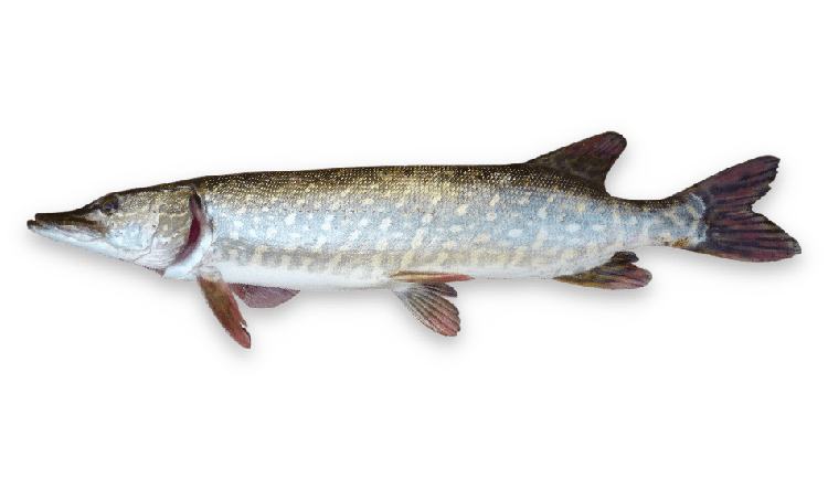 Esox lucius thumbnail