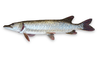 Northern pike thumbnail