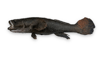 Sleepy cod thumbnail