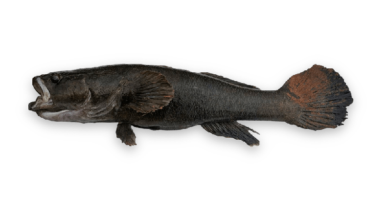 Oxyeleotris lineolata thumbnail