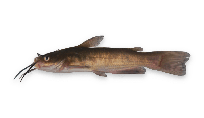 Brown bullhead thumbnail