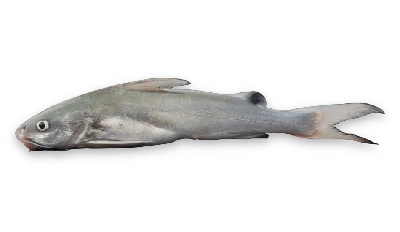 Hardhead catfish thumbnail