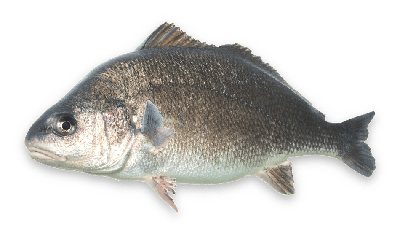 Freshwater drum thumbnail