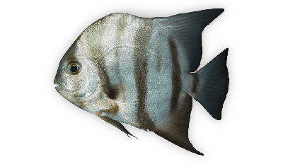 Atlantic spadefish thumbnail