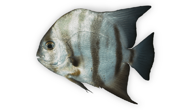 Chaetodipterus faber thumbnail