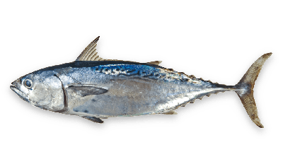 Little Tunny thumbnail