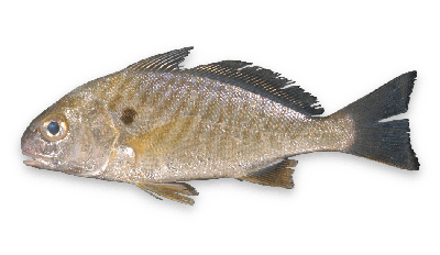 Spot croaker thumbnail
