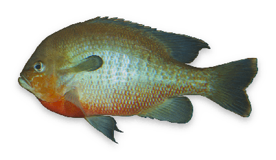 Redbreast sunfish thumbnail
