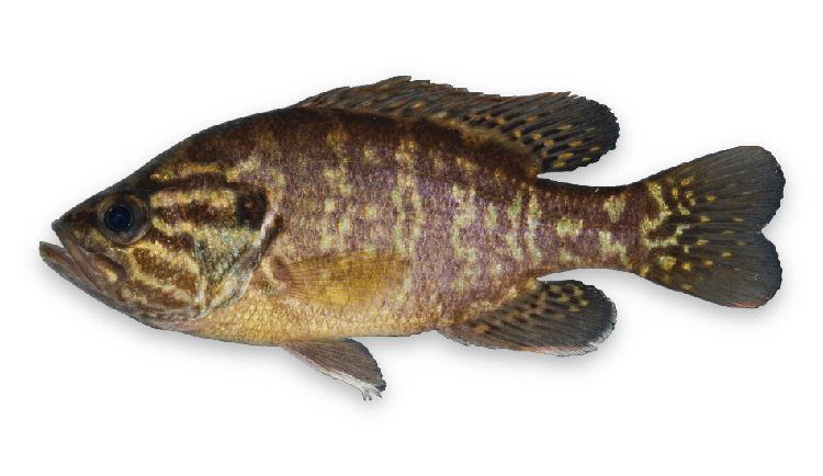 Lepomis gulosus thumbnail