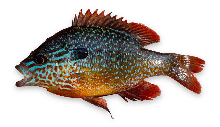 Lepomis megalotis thumbnail