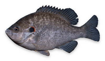 Redear sunfish thumbnail