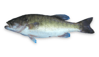 Shoal bass thumbnail