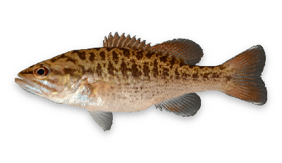 Redeye bass thumbnail