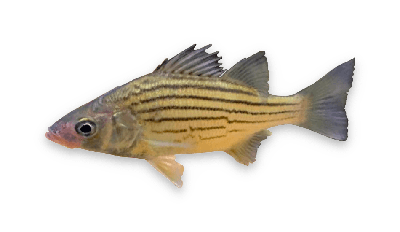 Yellow bass thumbnail