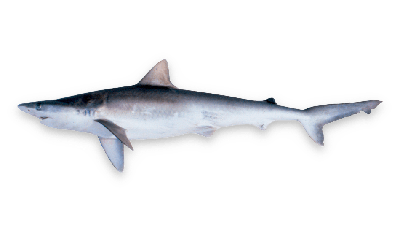 Atlantic sharpnose shark thumbnail