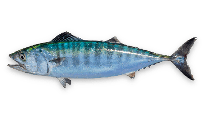 Atlantic bonito thumbnail