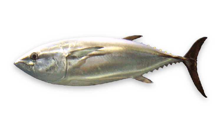 Thunnus thynnus thumbnail