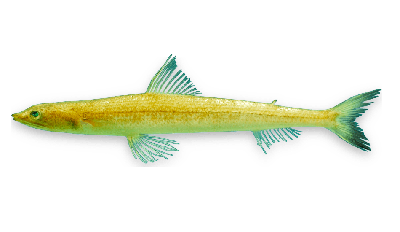 Inshore lizardfish thumbnail