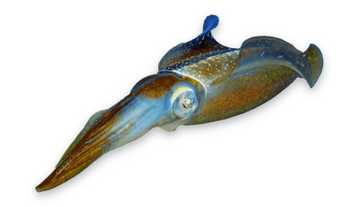 Squid thumbnail