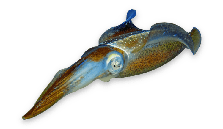 Sepioteuthis thumbnail