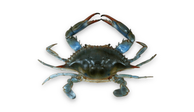 Blue crab thumbnail