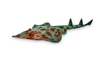 Eastern shovelnose ray thumbnail