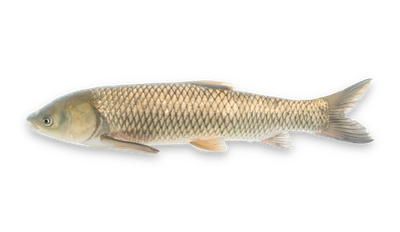 Grass carp thumbnail